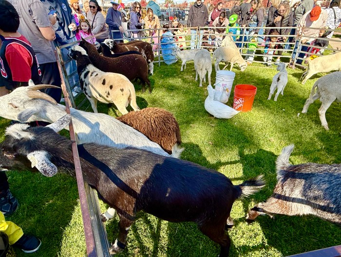 A petting zoo was included in the entertainment available throughout the day.
