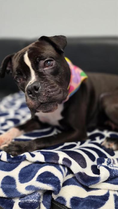 adopt