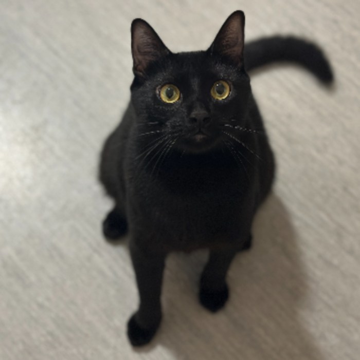 adopt