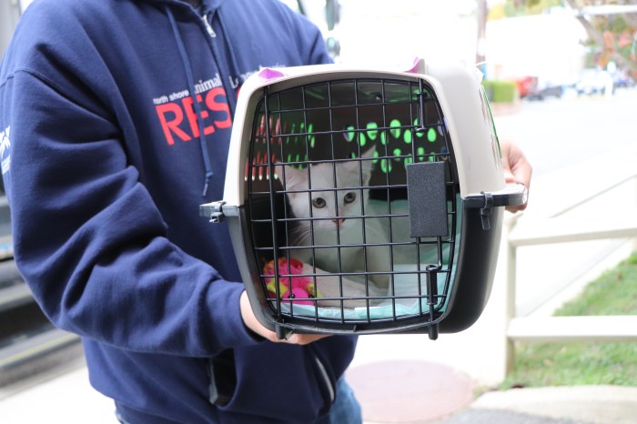 A kitten from Louisiana taken to North Shore Animal League America.