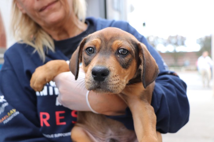 A puppy that was taken to North Shore Animal League America.