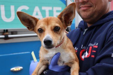 North Shore Animal League America welcomed 19 puppies and kittens on life-saving air transport from Louisiana.