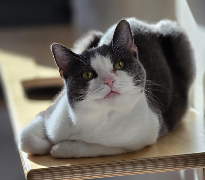adopt
