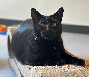 adopt