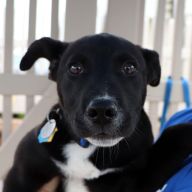 Panda is one of 11 adoptable rescue animals on Long Island! Could you be her forever home?