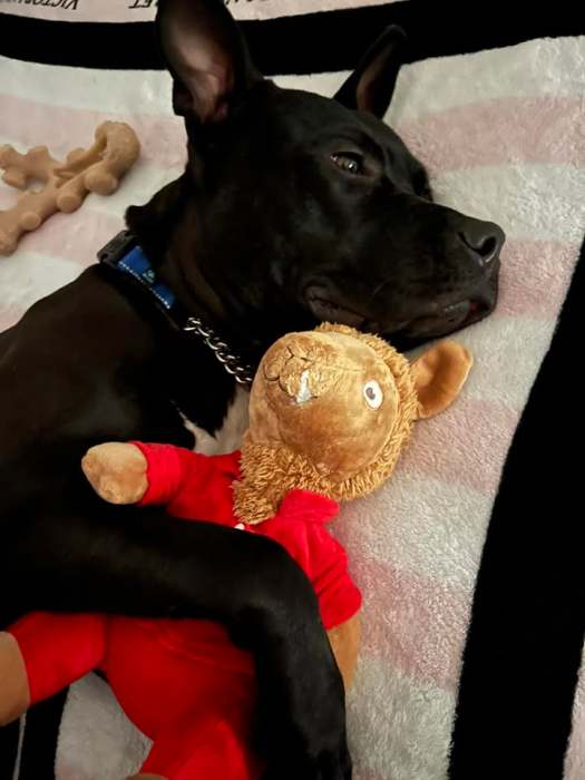adopt