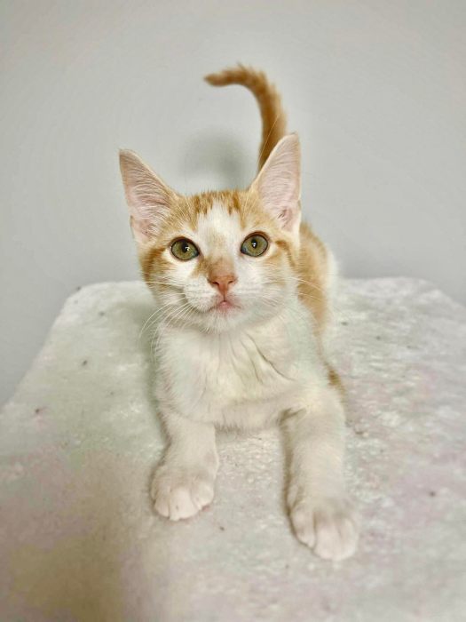 adopt