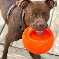 Tootsie Roll is one of this week's adoptable dogs looking for their forever home!