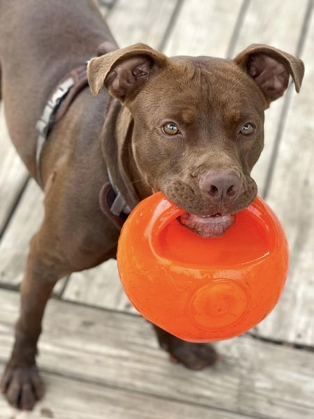 Tootsie Roll is one of this week's adoptable dogs looking for their forever home!