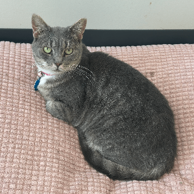 adopt