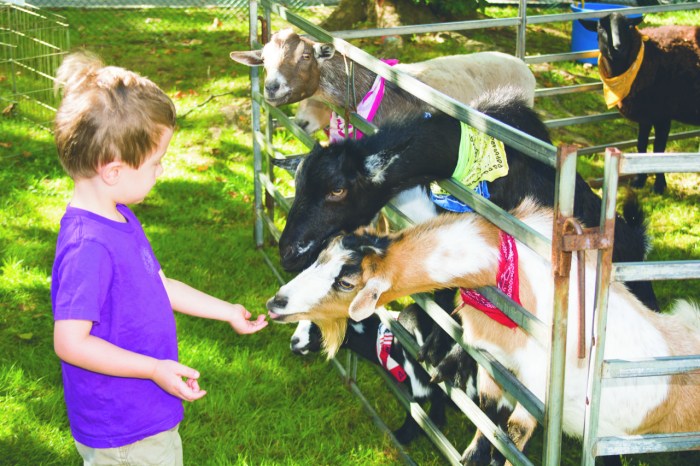 boyfeedinggoats 1 of 1