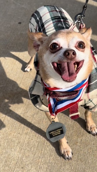 America's Vetdogs 5k Run & Dog Walk 2025 in Smithtown