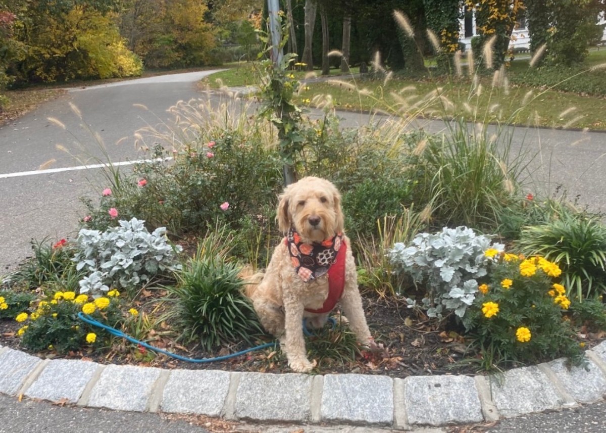 Jeff Sprotte posed his dog, Timmy, in front of one of his previous beautification projects in the Village of Plandome.