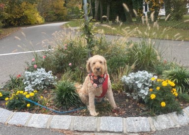 Jeff Sprotte posed his dog, Timmy, in front of one of his previous beautification projects in the Village of Plandome.
