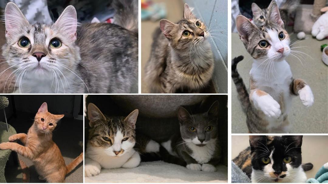 This adorable bunch of kittens are just a few of the sweet animals on Long Island looking to be adopted!