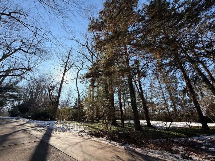 Trees along the property. 