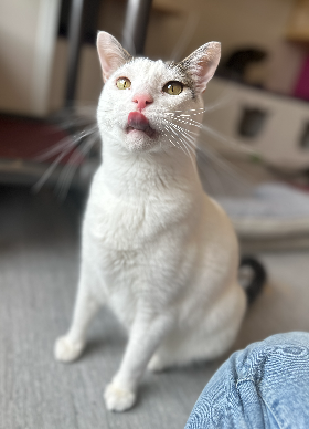 Marmot is one of 9 adoptable cats and dogs looking for a forever family.