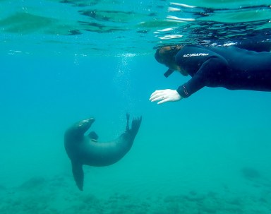 SA-Galapagos-O_082422_914e2 (c) Karen Rubin-Punta Pitt