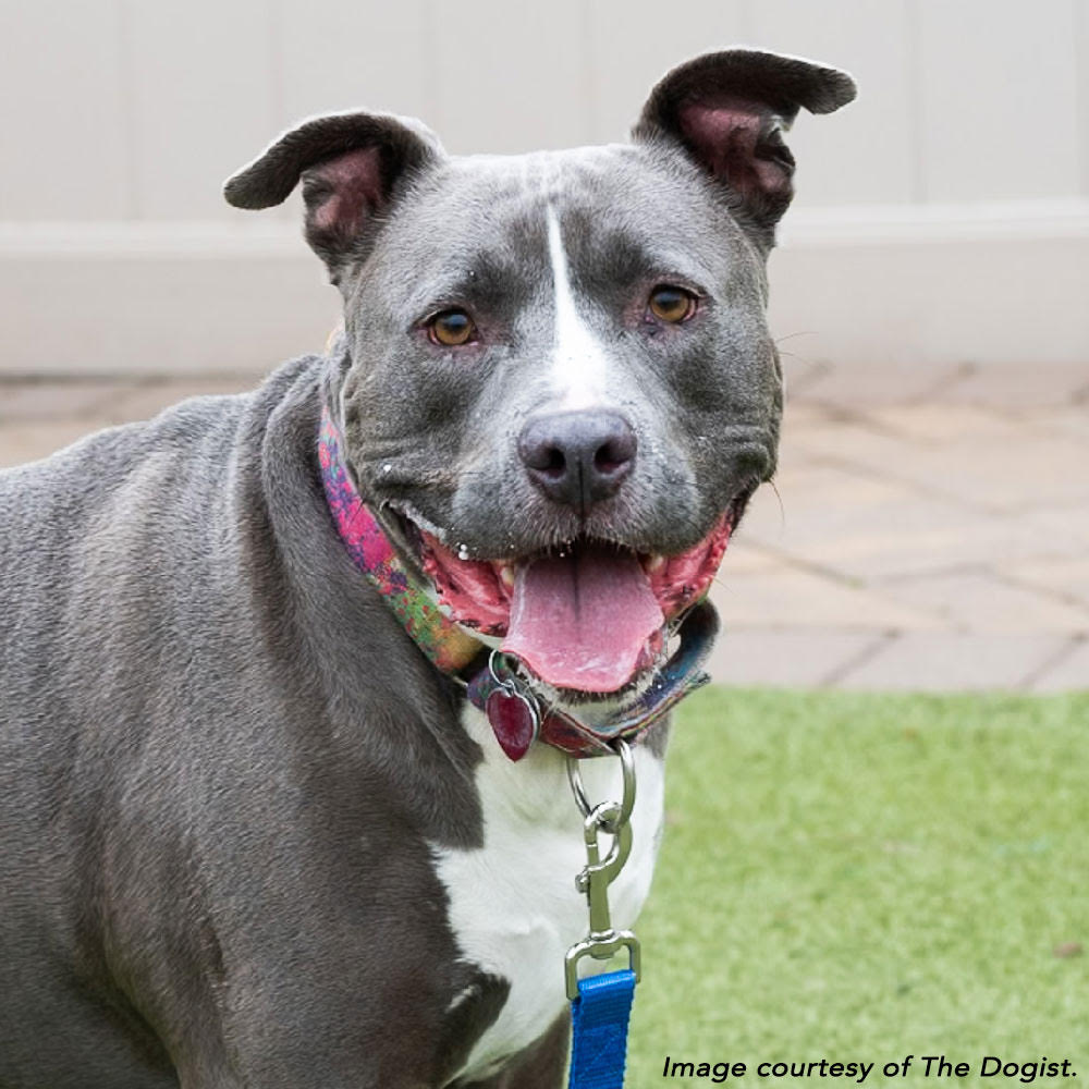 Bobby is one of nine adoptable dogs and cats who want to start the new year right — in a new, loving home.