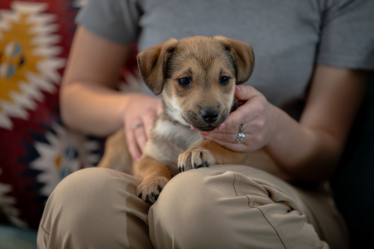 An adorable pup is happily relaxing together with its loving owner in their cozy home