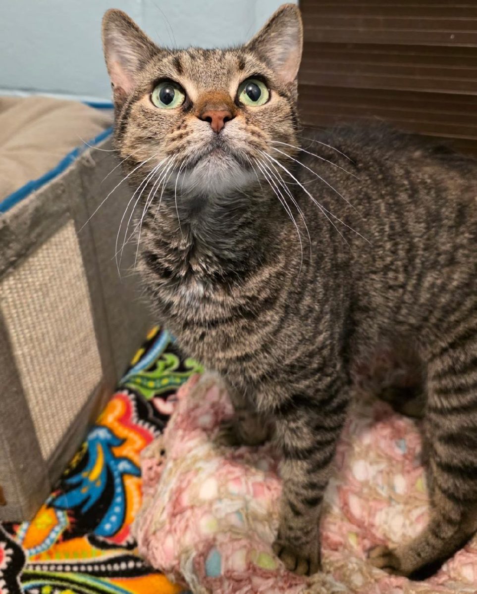 These 6 adoptable dogs and cats are waiting for fur-ever families