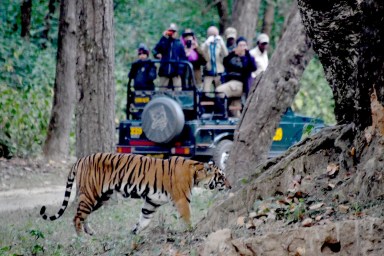 India_111116_2984e2 (c) Karen Rubin-Kahna-tiger