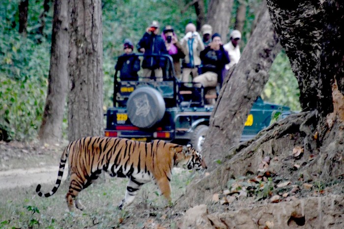 India 111116 2984e2 c Karen Rubin Kahna tiger