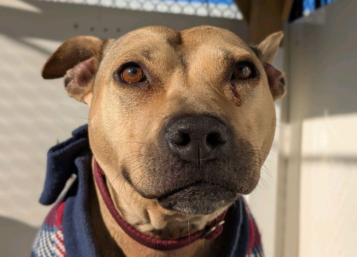 17 adoptable cats, dogs that want to snuggle up in your furever home