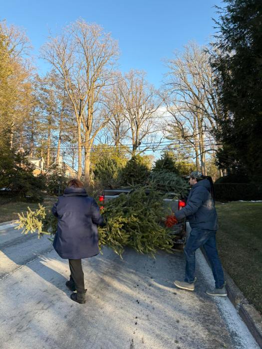 Volunteers collected trees during North Hempstead's Mulchfest.
