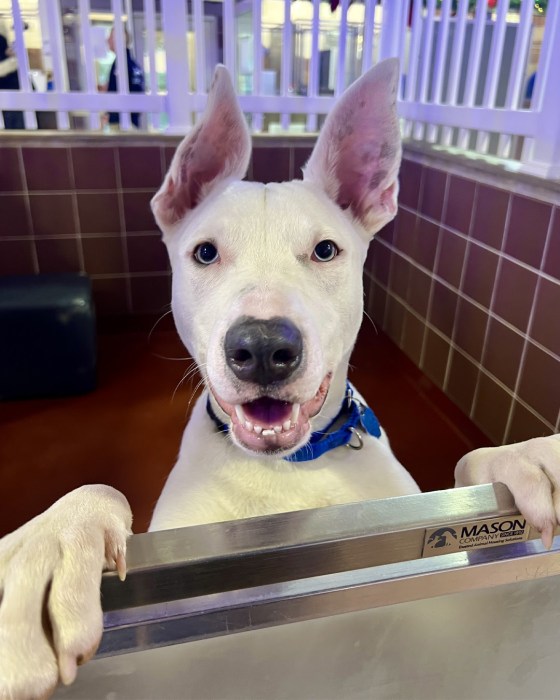 10 dogs and cats looking for families to adopt them