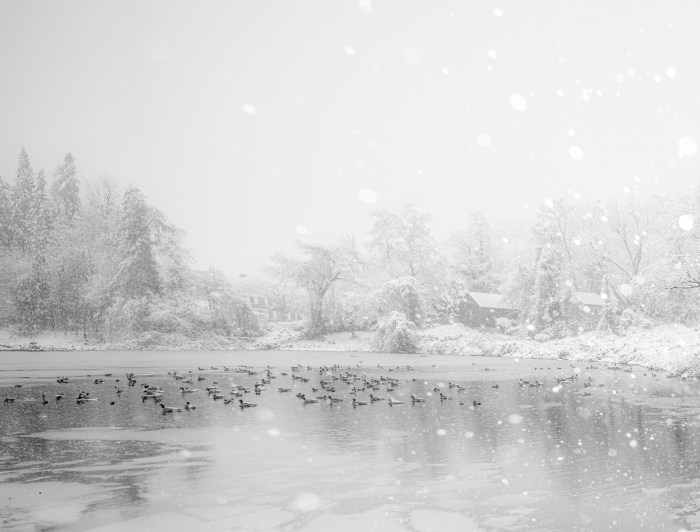 Duck pond in Roslyn during the winter blizzard.