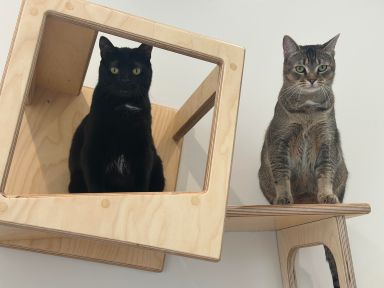 Mimsy and Tove are two adoptable cats looking for their fur-ever families. Could it be you?