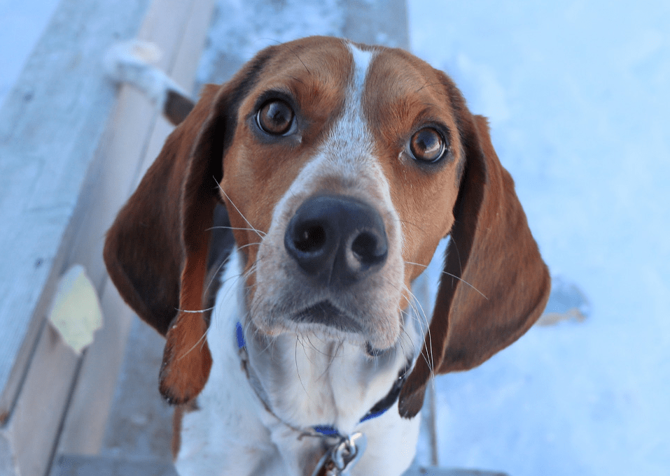 Adopt a Super Bowl buddy: 9 dogs, cats looking for homes