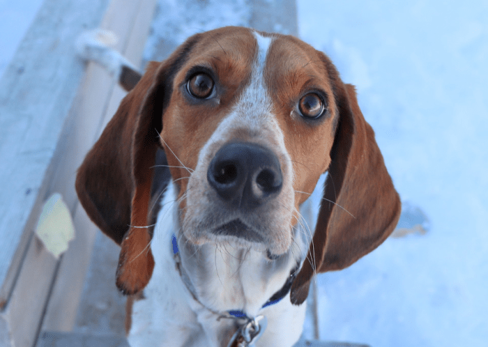 Peter is one of nine adoptable furry friends who would make a perfect Super Bowl watch companion!