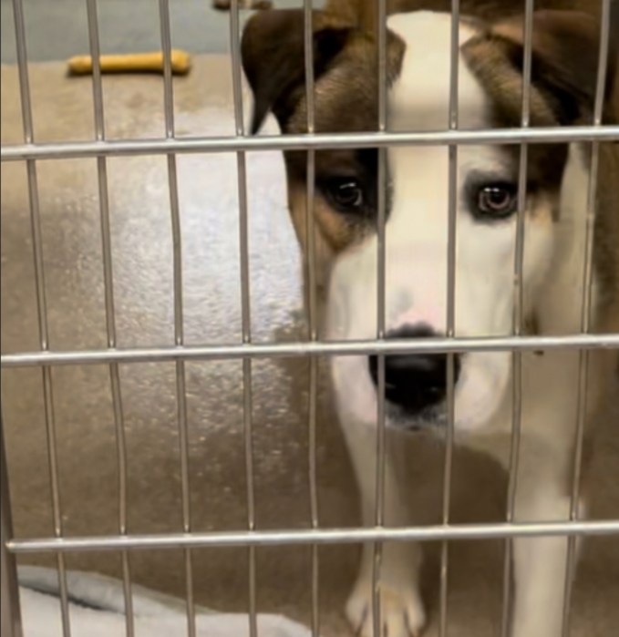 A dog in the Hempstead Animal Shelter.