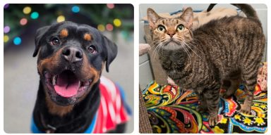 Some are hesitant to adopt rescue pets — like these dogs and cats in Smithtown waiting for families — because of long-held misconceptions.