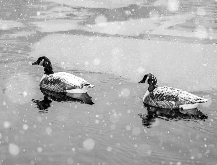 Ducks in a pond in Roslyn during the blizzard.