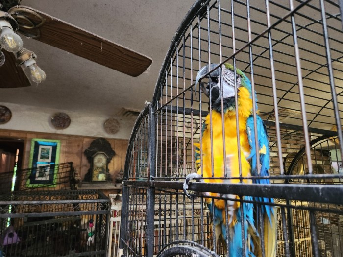 An Amazon parrot was one of the animals rescued from the convicted vet's home by Humane Long Island, an animal protection organization.