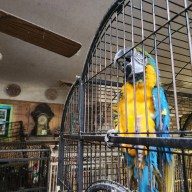 The top 5 stories in Long Island Press this week include a veterinarian charged with torturing animals.