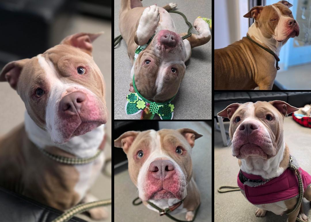 Eva is one of this week's adoptable pals looking for a home!