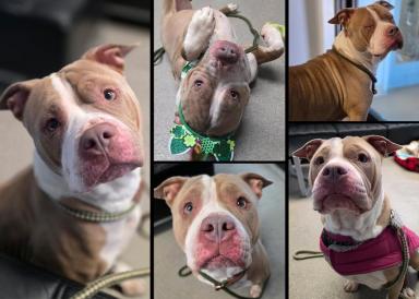 Eva is one of this week's adoptable pals looking for a home!