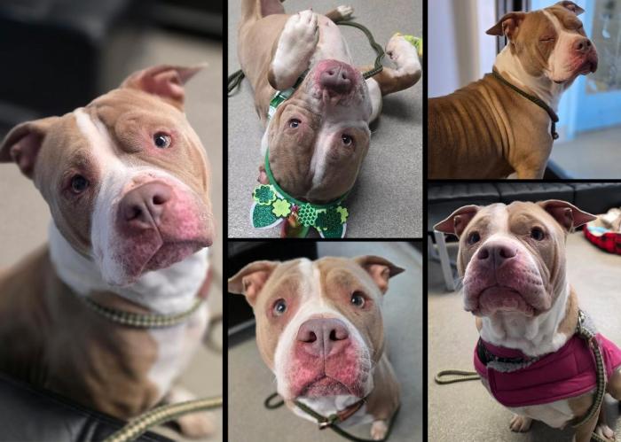 Eva is one of this week's adoptable pals looking for a home!