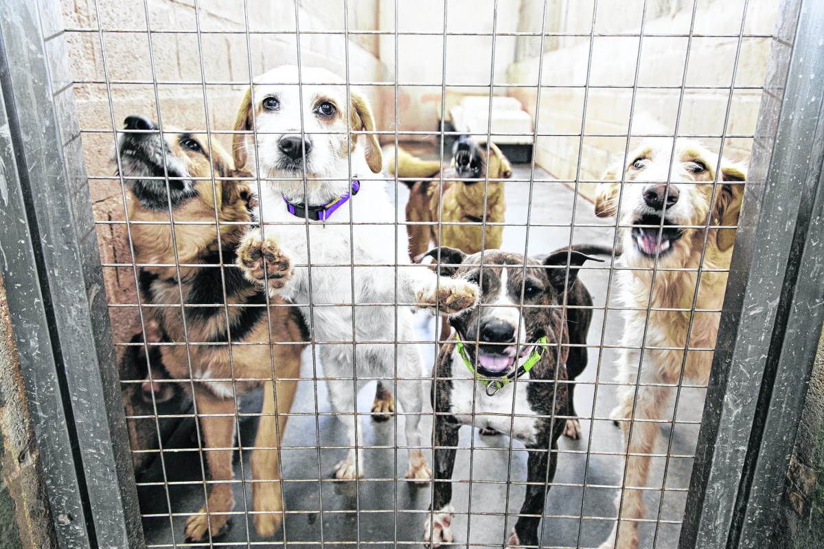 Kennel dogs locked