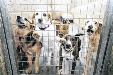 Kennel dogs locked