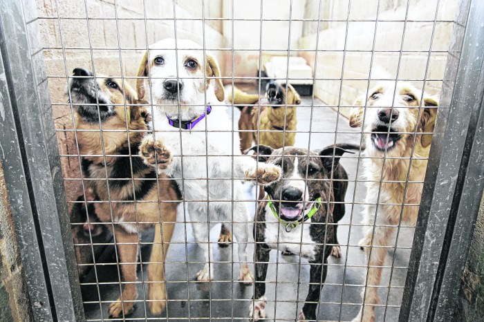 Kennel dogs locked