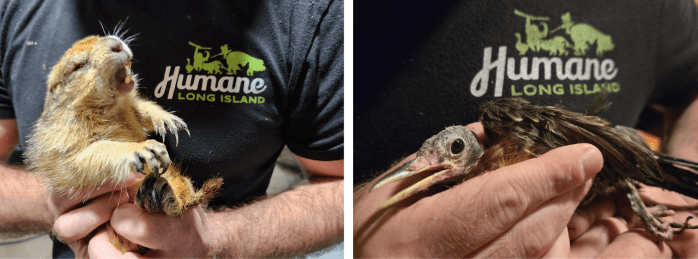 Humane Long Island rescued nearly 100 neglected animals from the veterinarian's home.