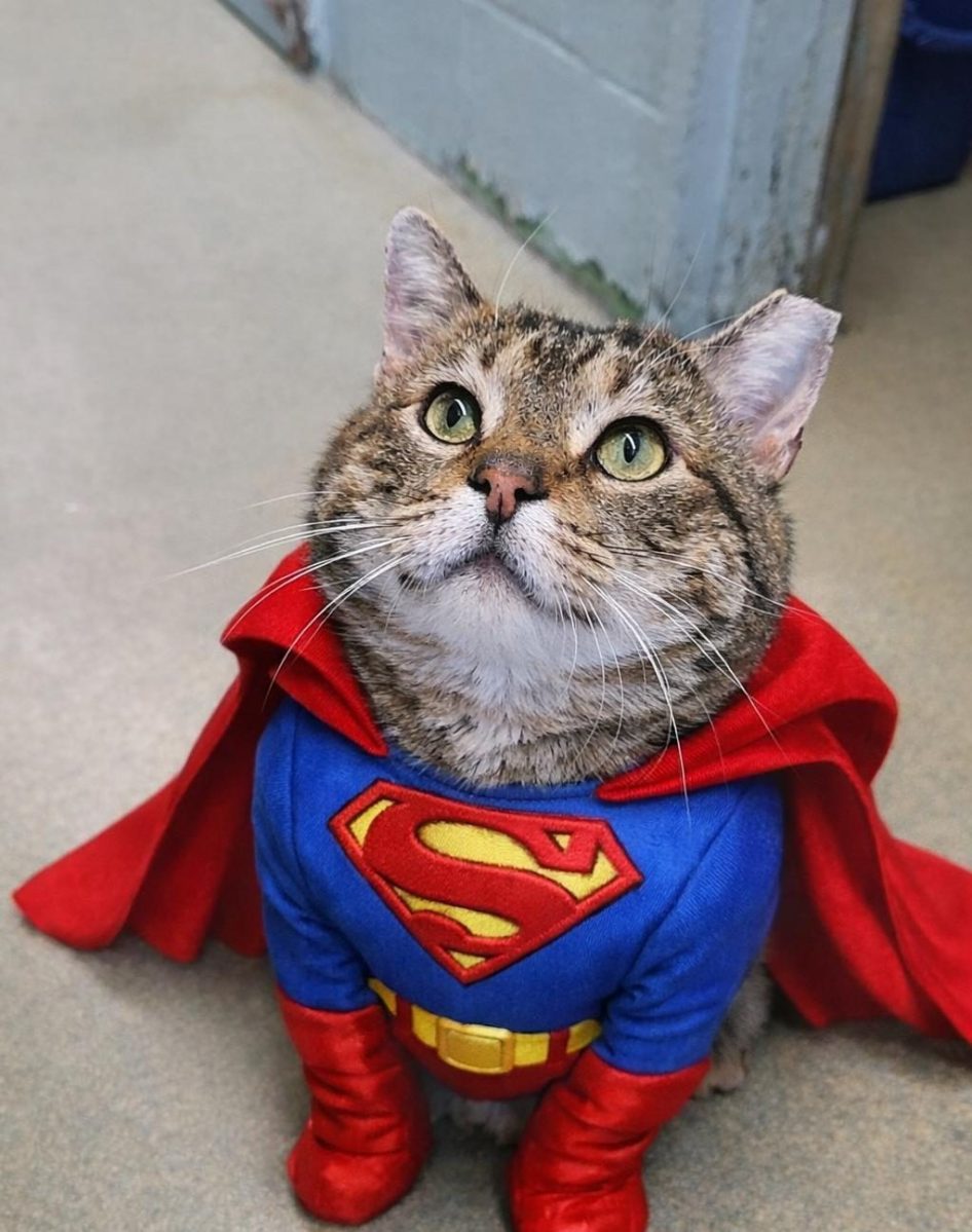 Cat named Super Cheeks among pets up for adoption on Long Island